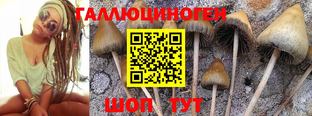 Волхов  Псилоцибиновые грибы прущие грибы  Вход с VPN  Галлюциногенные грибы мицелий 
